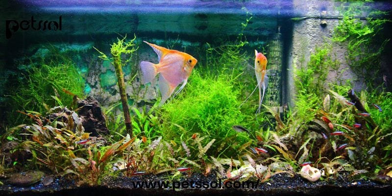 How to Lower pH in Fish Tank