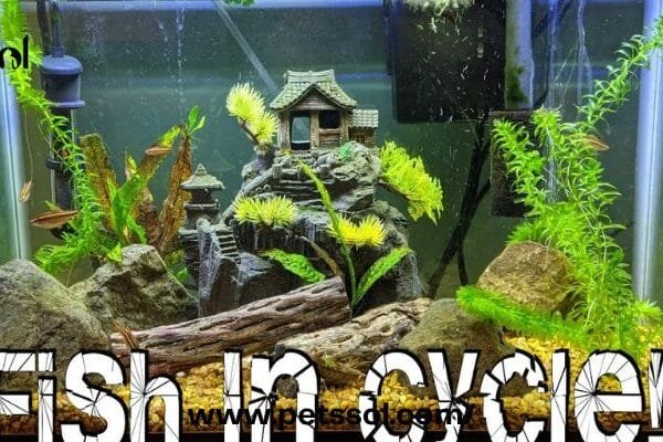 Cycle a Fish Tank