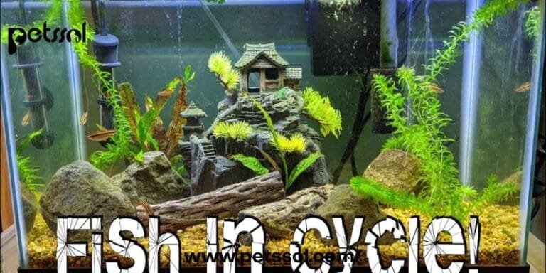 Cycle a Fish Tank