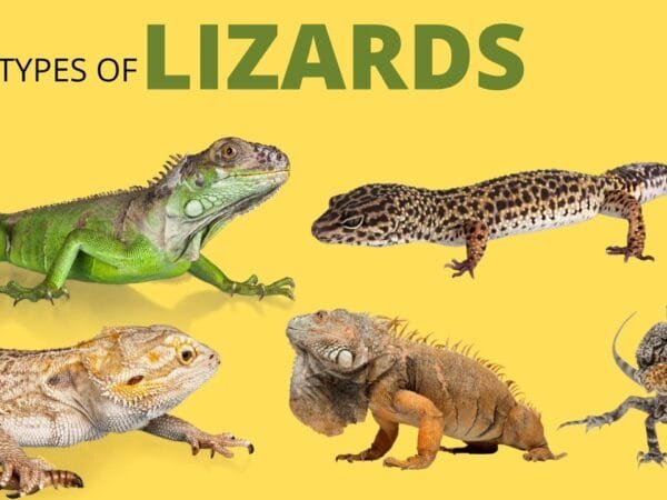 Pet Lizards