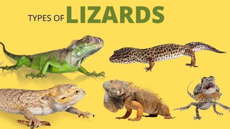 Pet Lizards