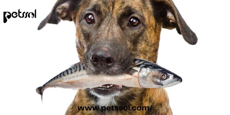 Dogs Eat Tilapia Fish