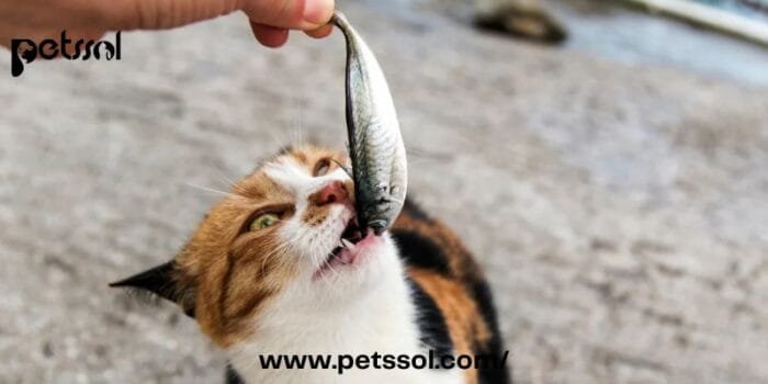 Cats Eat Raw Fish