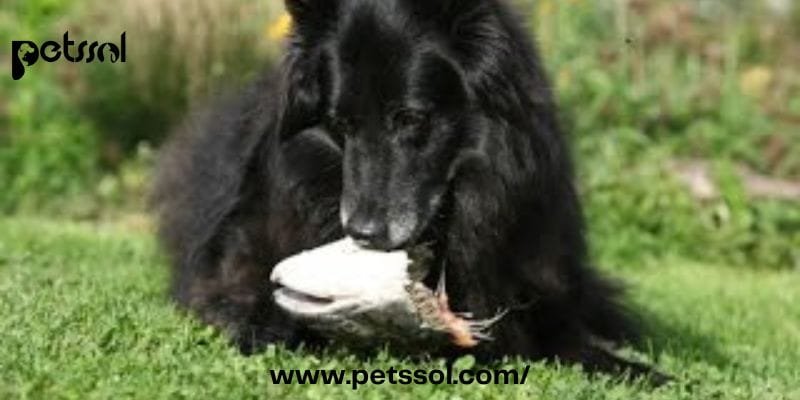  Dogs Eat Salmon Fish Skin